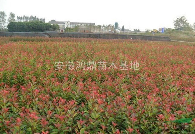 紅葉石楠色塊苗,安徽紅葉石楠小苗基地,紅葉石楠色塊苗價格優(yōu)惠