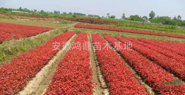 紅葉石楠球小苗,合肥紅葉石楠小苗種植基地,紅葉石楠球小苗價(jià)格