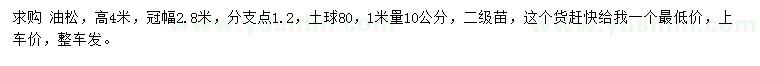 求購高4米油松