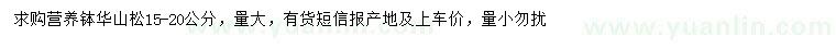 求購15-20公分華山松