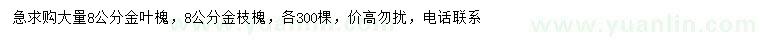 求購8公分金葉槐、金枝槐
