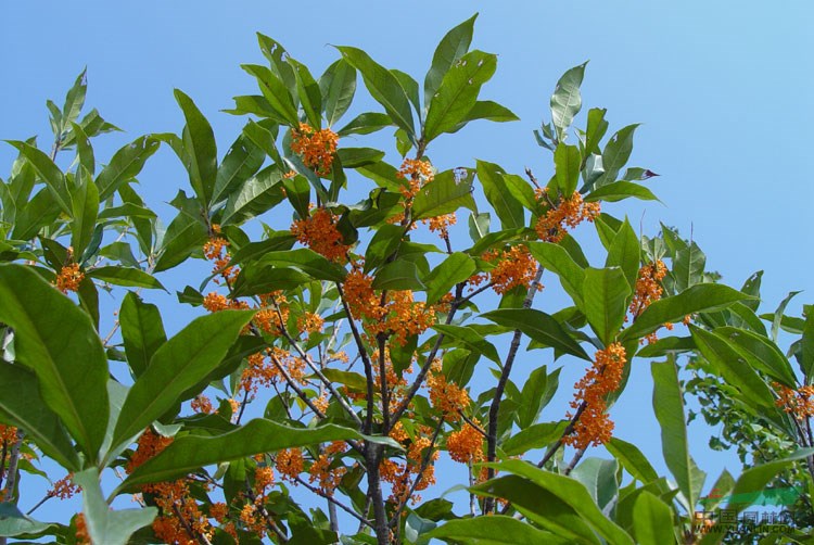 肥西桂花最新價(jià)格,安徽肥西桂花苗圃