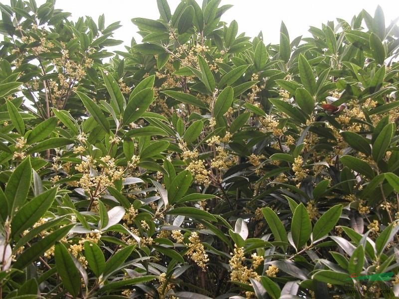 肥西桂花最新價(jià)格,安徽肥西桂花苗圃