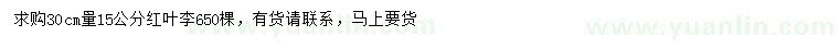 求購30公分量15公分紅葉李
