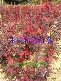 漯河喬木歐洲紅楓|福建歐洲紅楓求購