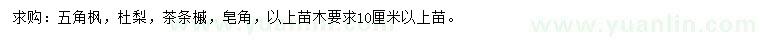 求購五角楓、杜梨、茶條槭等