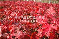 宜昌美國紅楓供應(yīng)_湖北美國紅楓嫁接