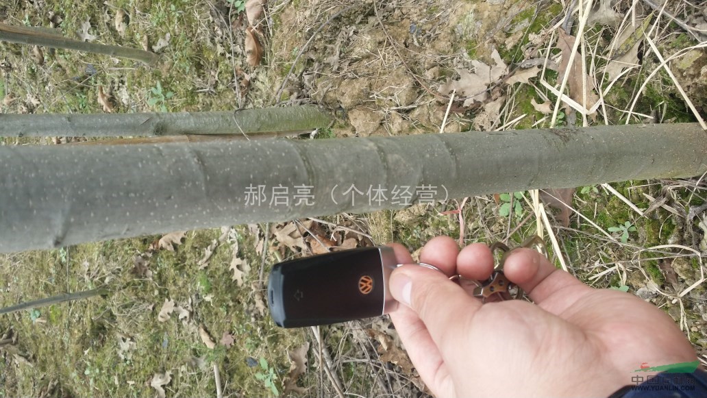 歐洲紅櫟大苗
