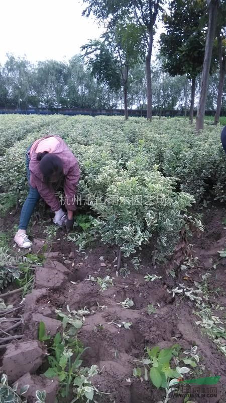 浙江地區(qū)大量供應金邊黃楊小毛球
