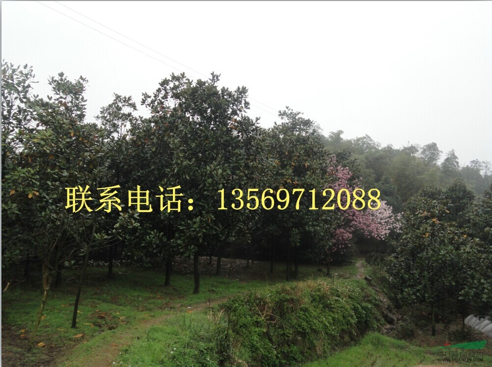 金葉園林主要銷售推廣的種類有：花灌木、行道樹、喬木、