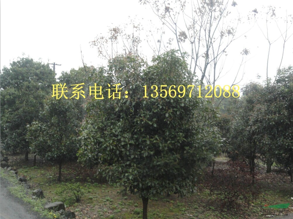 金葉園林主要銷售推廣的種類有：花灌木、行道樹、喬木、