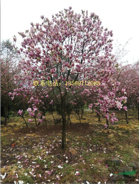 金葉園林主要銷售推廣的種類有：花灌木、行道樹、喬木、