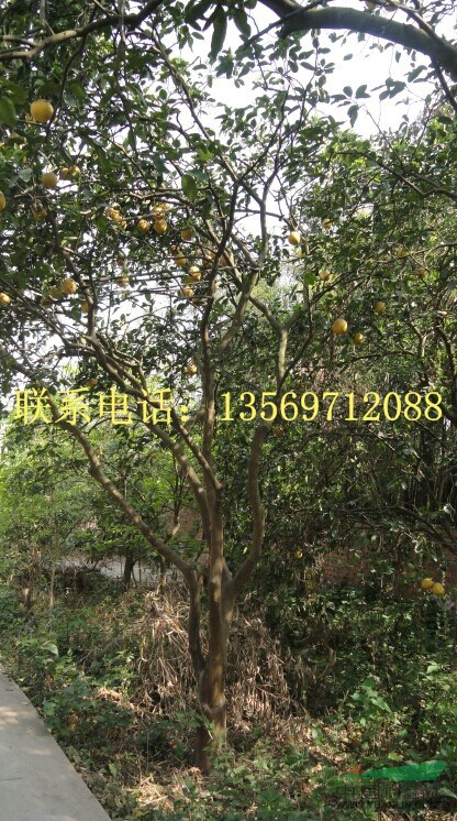  金葉園林主要銷售推廣的種類有：花灌木、行道樹、喬木、