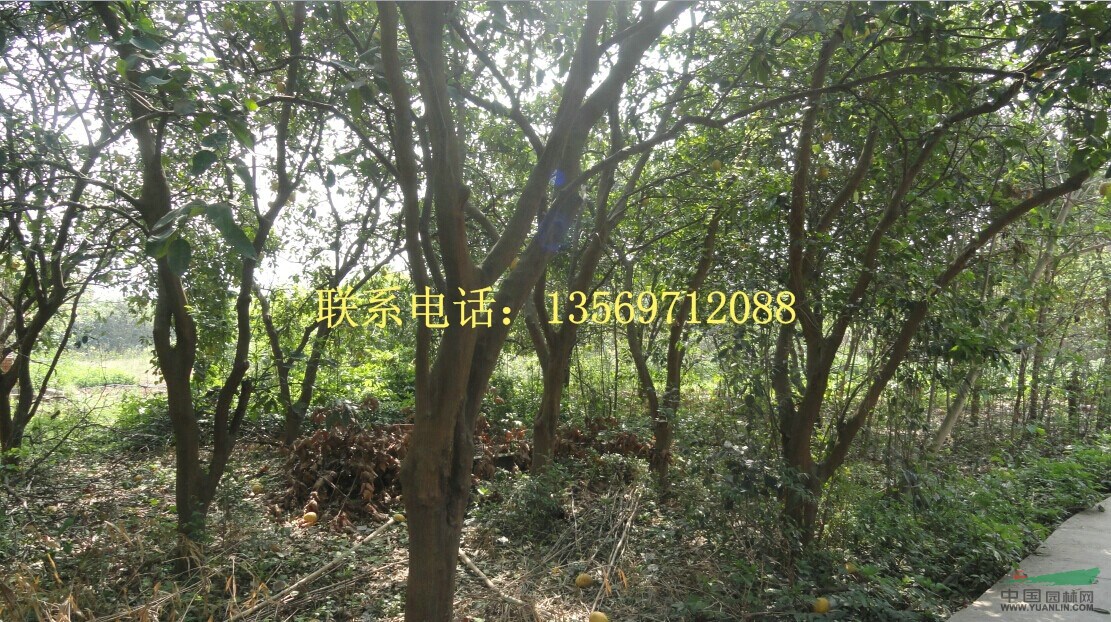  金葉園林主要銷售推廣的種類有：花灌木、行道樹、喬木、