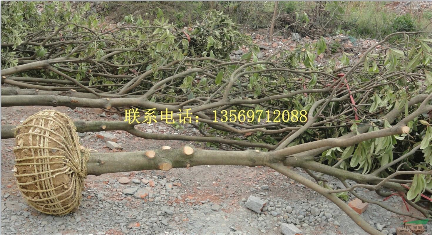金葉園林主要銷售推廣的種類有：花灌木、行道樹、喬木、