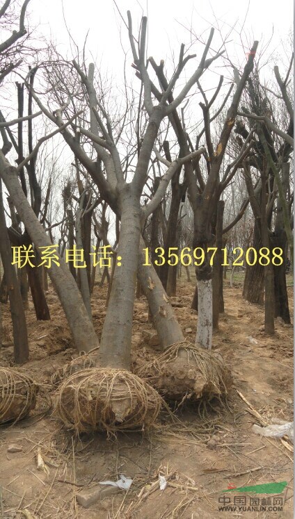 金葉園林主要銷售推廣的種類有：花灌木、行道樹、喬木、