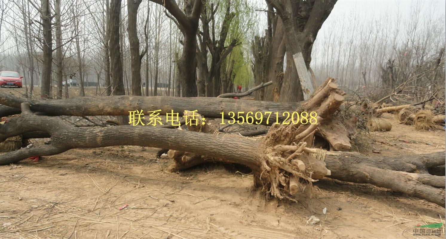金葉園林主要銷售推廣的種類有：花灌木、行道樹、喬木、