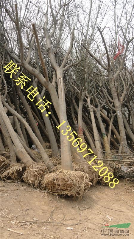 金葉園林主要銷售推廣的種類有：花灌木、行道樹、喬木、