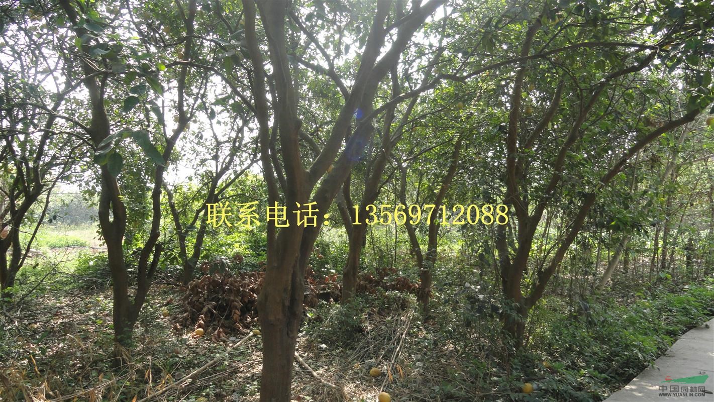金葉園林主要銷售推廣的種類有：花灌木、行道樹、喬木、