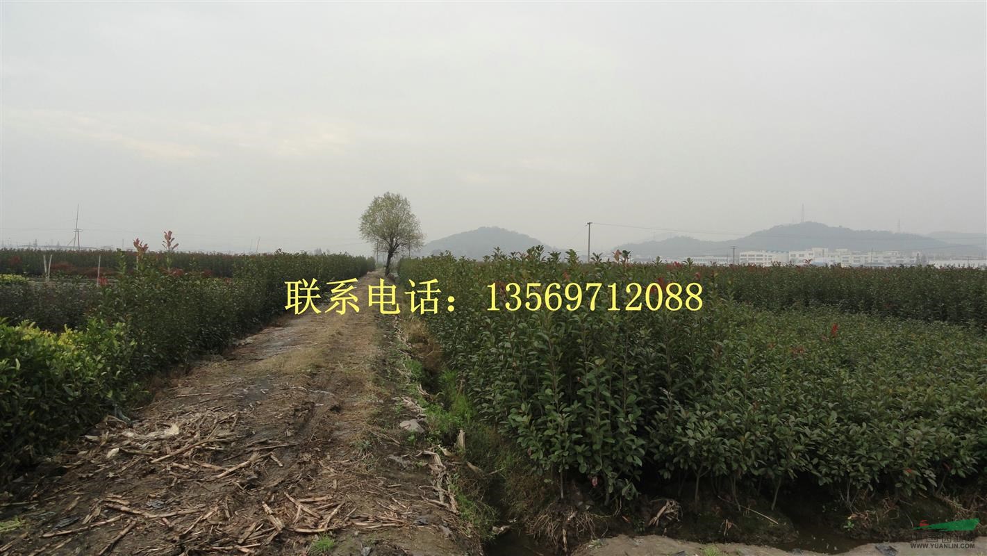 金葉園林主要銷售推廣的種類有：花灌木、行道樹、喬木、