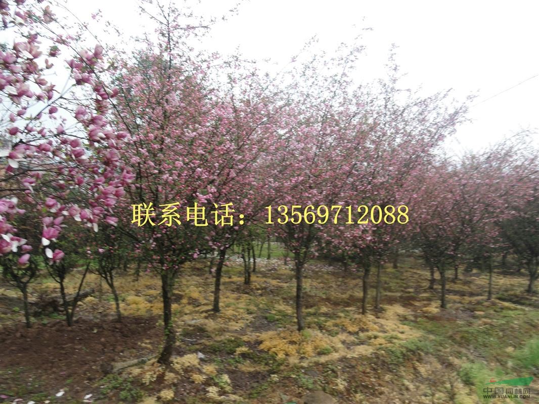 金葉園林主要銷售推廣的種類有：花灌木、行道樹、喬木、