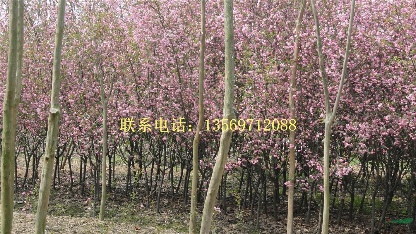 金葉園林主要銷售推廣的種類有：花灌木、行道樹、喬木、