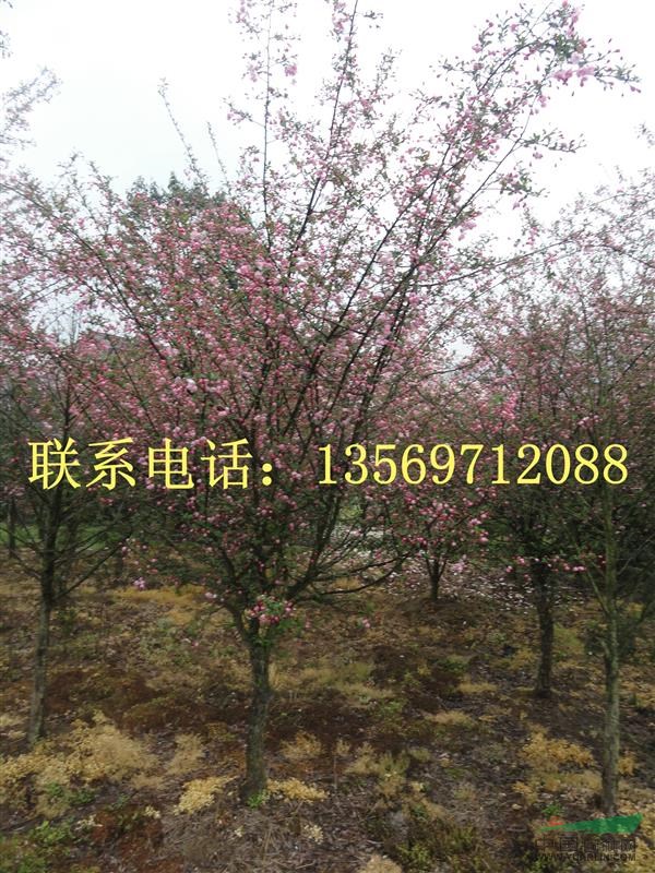 金葉園林主要銷售推廣的種類有：花灌木、行道樹、喬木、