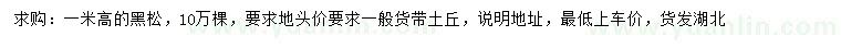 求購(gòu)高1米黑松