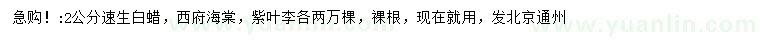 求購速生白蠟、西府海棠、紫葉李