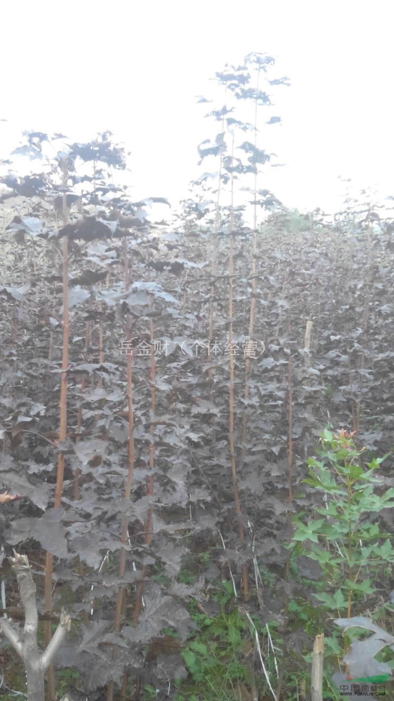 唐山地區(qū)供應紫葉挪威紅楓樹苗
