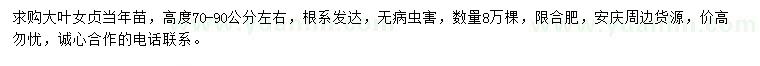 求購高度70-90公分左右大葉女貞