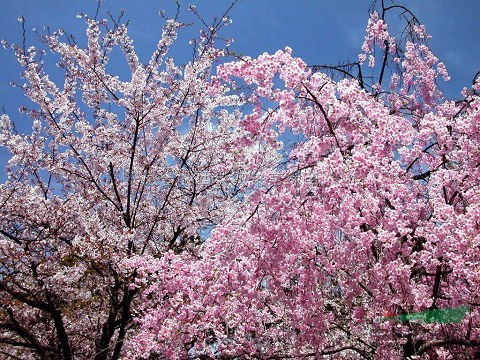 安徽梅花苗，安徽肥西梅花樹(shù)