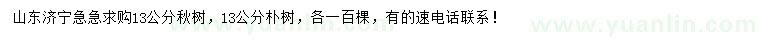 求購(gòu)13公分秋樹、樸樹