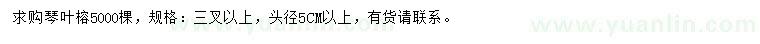 求購頭徑5公分以上琴葉榕