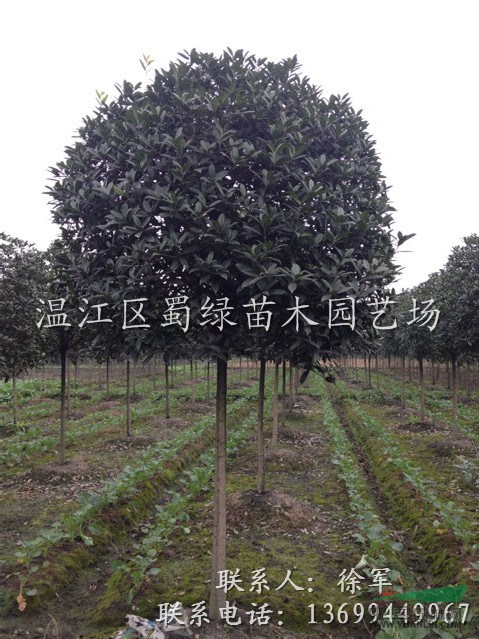 成都高桿桂花，成都獨桿桂花，成都精品高桿桂花，成都高桿桂花價
