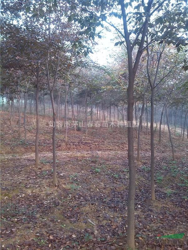 句容市春春苗木種植園大量供應(yīng)5－12公分的紅櫸樹