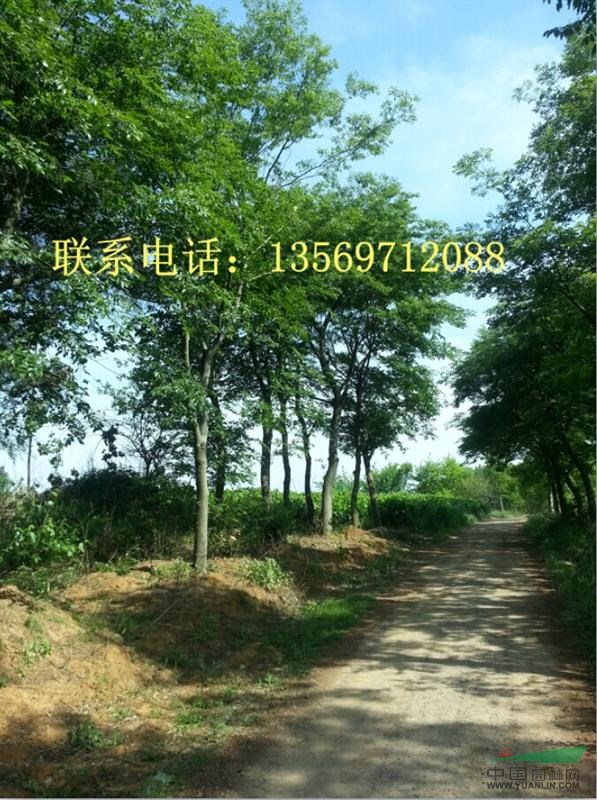 金葉園林主要銷售推廣的種類有：花灌木、行道樹、喬木、