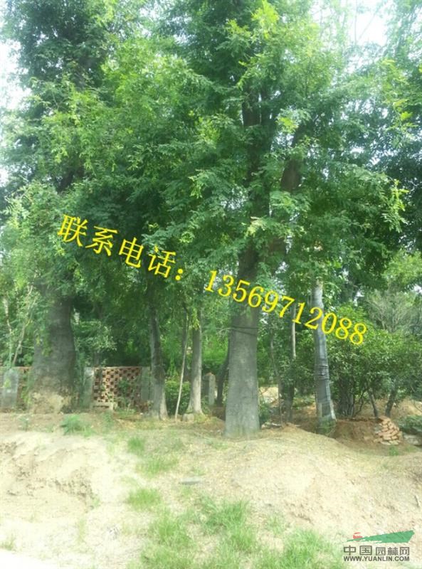 金葉園林主要銷售推廣的種類有：花灌木、行道樹、喬木、