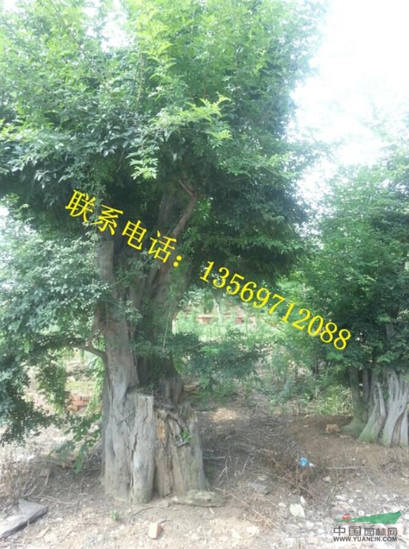 金葉園林主要銷售推廣的種類有：花灌木、行道樹、喬木、