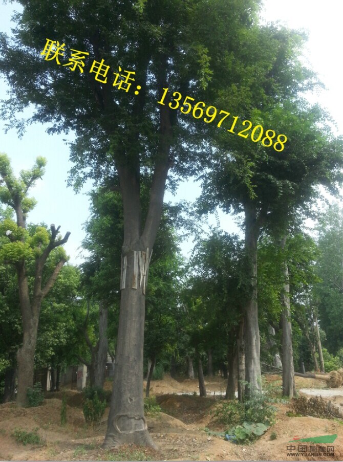 金葉園林主要銷售推廣的種類有：花灌木、行道樹、喬木、