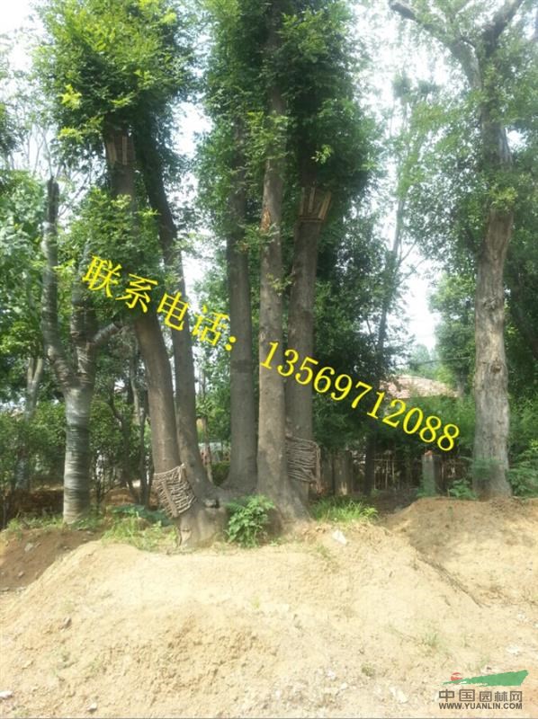金葉園林主要銷售推廣的種類有：花灌木、行道樹、喬木、