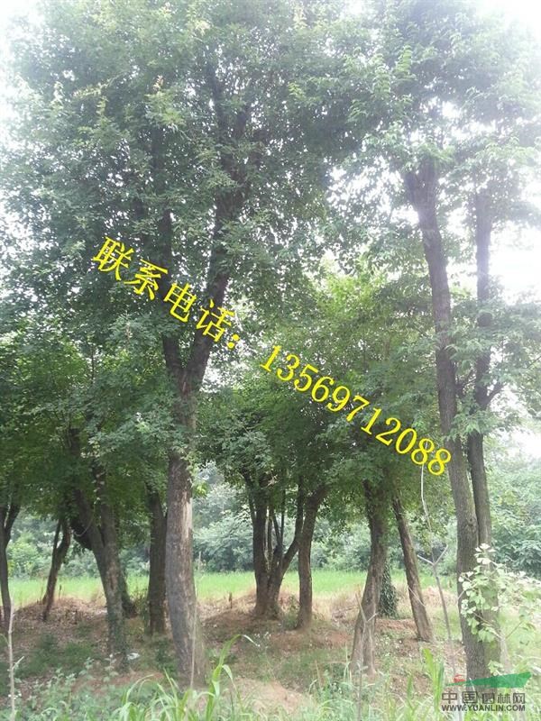 金葉園林主要銷售推廣的種類有：花灌木、行道樹(shù)、喬木、