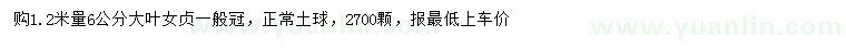 求購1.2米量6公分大葉女貞