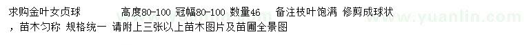 求購高80-100公分金葉女貞球