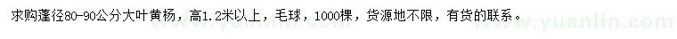 求購蓬徑80-90公分大葉黃楊