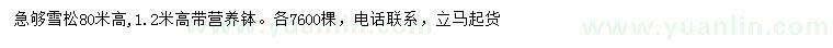 求購高80米雪松