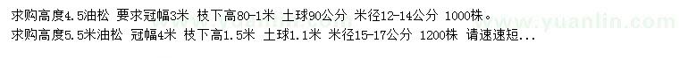 求購(gòu)高4.5、5米油松