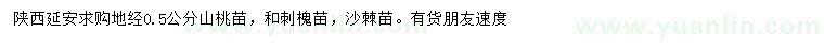 求購山桃、刺槐、沙棘