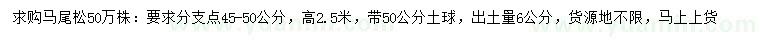 求購(gòu)高2.5米馬尾松
