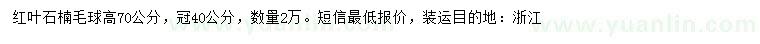 求購(gòu)高70公分紅葉石楠毛球